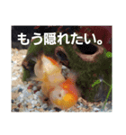 MAROONAQUARIUM（個別スタンプ：6）