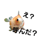 MAROONAQUARIUM（個別スタンプ：7）