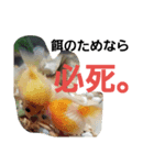 MAROONAQUARIUM（個別スタンプ：8）