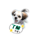 てってけシーズー☆エメちゃん（個別スタンプ：2）