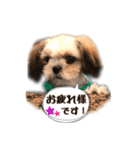 てってけシーズー☆エメちゃん（個別スタンプ：3）