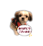 てってけシーズー☆エメちゃん（個別スタンプ：4）
