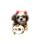 てってけシーズー☆エメちゃん（個別スタンプ：6）