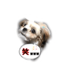 てってけシーズー☆エメちゃん（個別スタンプ：7）