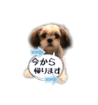 てってけシーズー☆エメちゃん（個別スタンプ：9）