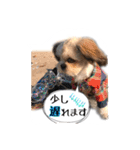 てってけシーズー☆エメちゃん（個別スタンプ：10）