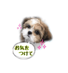 てってけシーズー☆エメちゃん（個別スタンプ：11）