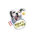 てってけシーズー☆エメちゃん（個別スタンプ：13）