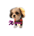 てってけシーズー☆エメちゃん（個別スタンプ：15）