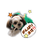 てってけシーズー☆エメちゃん（個別スタンプ：16）