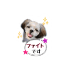 てってけシーズー☆エメちゃん（個別スタンプ：17）