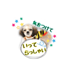 てってけシーズー☆エメちゃん（個別スタンプ：18）