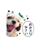 てってけシーズー☆エメちゃん（個別スタンプ：19）