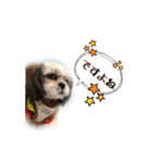 てってけシーズー☆エメちゃん（個別スタンプ：20）
