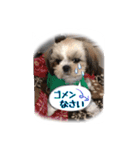 てってけシーズー☆エメちゃん（個別スタンプ：22）