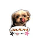 てってけシーズー☆エメちゃん（個別スタンプ：23）