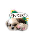 てってけシーズー☆エメちゃん（個別スタンプ：25）