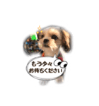 てってけシーズー☆エメちゃん（個別スタンプ：26）