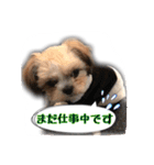 てってけシーズー☆エメちゃん（個別スタンプ：27）