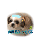 てってけシーズー☆エメちゃん（個別スタンプ：28）