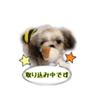 てってけシーズー☆エメちゃん（個別スタンプ：31）