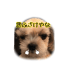 てってけシーズー☆エメちゃん（個別スタンプ：32）