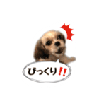 てってけシーズー☆エメちゃん（個別スタンプ：35）