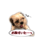 てってけシーズー☆エメちゃん（個別スタンプ：36）