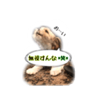 てってけシーズー☆エメちゃん（個別スタンプ：37）