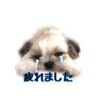 てってけシーズー☆エメちゃん（個別スタンプ：38）