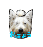 ウエスティと上野の森の仲間たち（個別スタンプ：1）