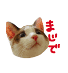 ウエスティと上野の森の仲間たち（個別スタンプ：14）
