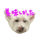 ウエスティと上野の森の仲間たち（個別スタンプ：24）