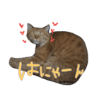 ネコのハナお嬢（個別スタンプ：2）