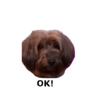 私は犬のあんです（個別スタンプ：1）
