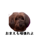 私は犬のあんです（個別スタンプ：4）