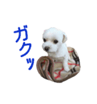 犬の可愛いつぶやき（個別スタンプ：2）