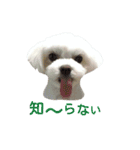 犬の可愛いつぶやき（個別スタンプ：8）