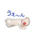 犬の可愛いつぶやき（個別スタンプ：17）