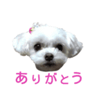 犬の可愛いつぶやき（個別スタンプ：18）