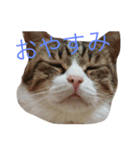 ほたしゃんスタンプ（個別スタンプ：1）