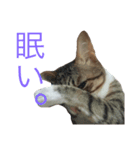 ほたしゃんスタンプ（個別スタンプ：4）