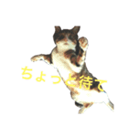 ほたしゃんスタンプ（個別スタンプ：7）