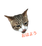 ほたしゃんスタンプ（個別スタンプ：8）