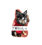 mamenosuke2（個別スタンプ：1）