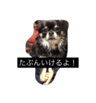 mamenosuke2（個別スタンプ：2）