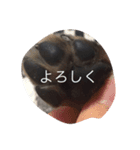mamenosuke2（個別スタンプ：5）