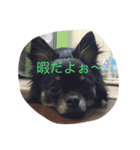 mamenosuke2（個別スタンプ：7）