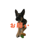 ジャーマンシェパード ナナちゃん（個別スタンプ：3）