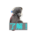 ラブリーなトイプードル#/（個別スタンプ：2）